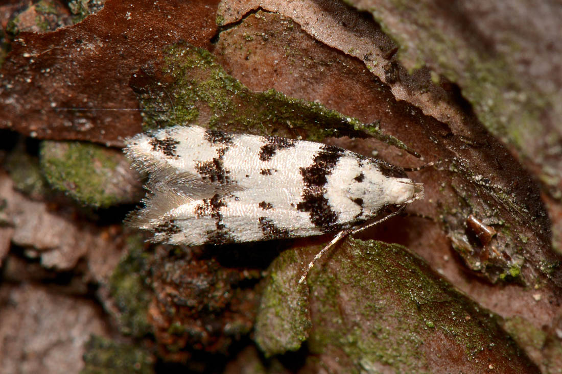 Gelechiidae zebrata: Pseudotelphusa scalella